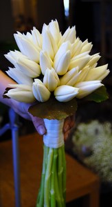 tulipanbrud