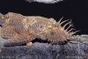 ancistrus_sp_´oppdrettvariant´_03