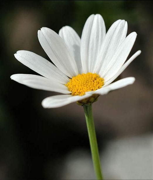 Interflora