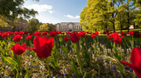 Sommerstemning i Ås med tulipaner