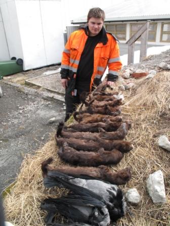 mink
