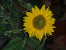 Kamera 019