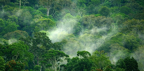 Tanzania har enorme områder med vill natur og et rikt dyreliv som delvis kan opplevels under en safari og som delvis skjuler seg i regnskogen. Tanzania har enorme områder med vill natur og et rikt dyreliv som delvis kan opplevels under en safari og som delvis skjuler seg i regnskogen.