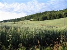 Kornåker ved Dingstad gård, Fotograf: Andreassen, Toril, Copyright: Hobøl kommune