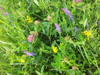 sommerblomster