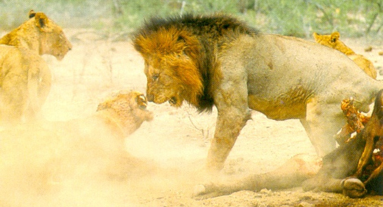 Safari Hoved
