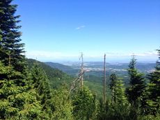 TRAIL HASEL