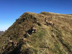 TRAIL CRETES CHABLAIS