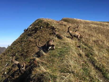 TRAIL CRETES CHABLAIS