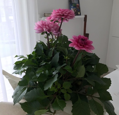 Rosa georgine i potte