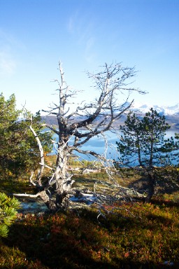 Elgjakt på Dyrøya