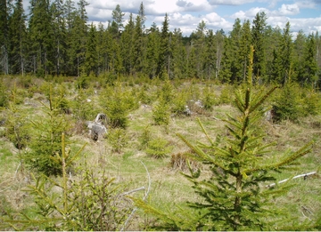Ungskog