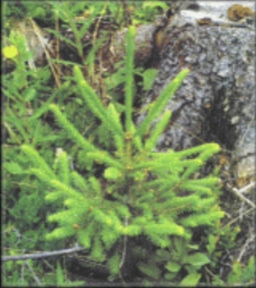 Granplante
