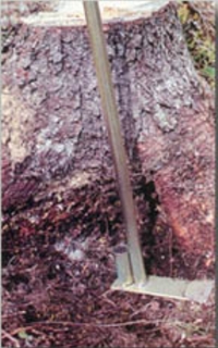 Skogplanting