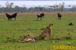 Safarai Serengeti