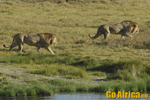 Safari - Serengeti