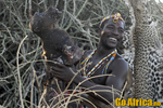 Safari Hadzebe