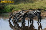 Safari Serengeti