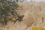 Safari Serengeti