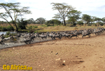 Safari Serengeti