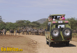 Safari Serengeti