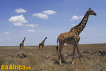 Safari Serengeti