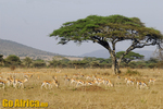 Safari Serengeti