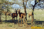 Safari Serengeti