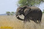 Safari Serengeti
