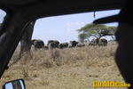 Safari Serengeti
