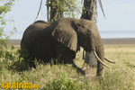 Safari - Manyara