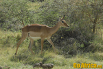 Safar - Manyara
