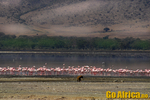 Safari Ngorongoro