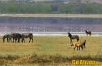 Safari Ngorongoro