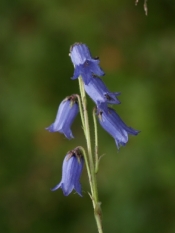 Skjeggklokke  02