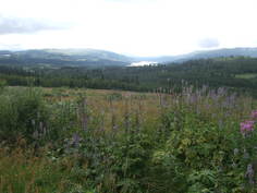 Random image