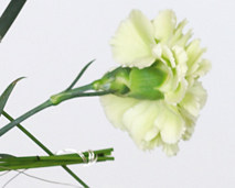 Blomster