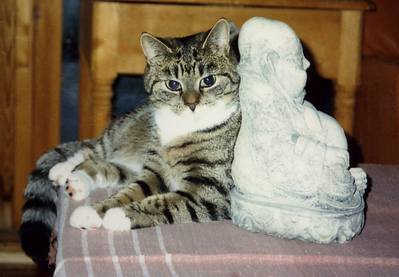 Alfs katt