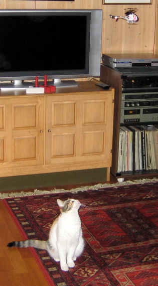 Ingers katt