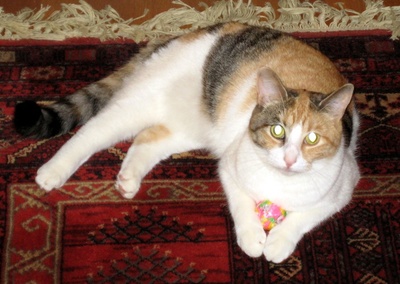Ingers katt