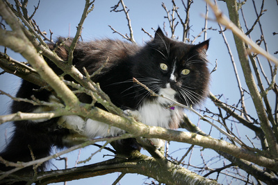 Elins katt
