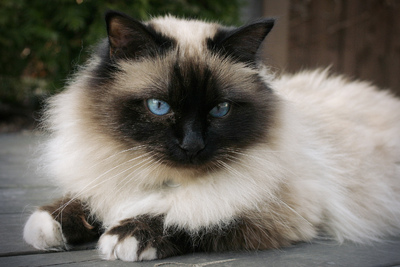 Elins katt