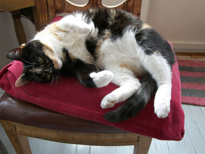 Gunhilds katt