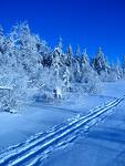 Skispor
