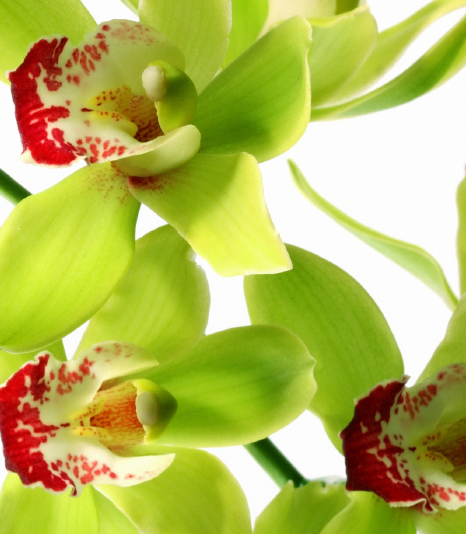 Interflora