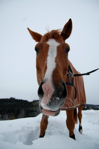 winston bilde  .bmp