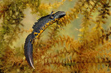 Stor salamander. Foto: Norsk Naturarv: Jan Rabben