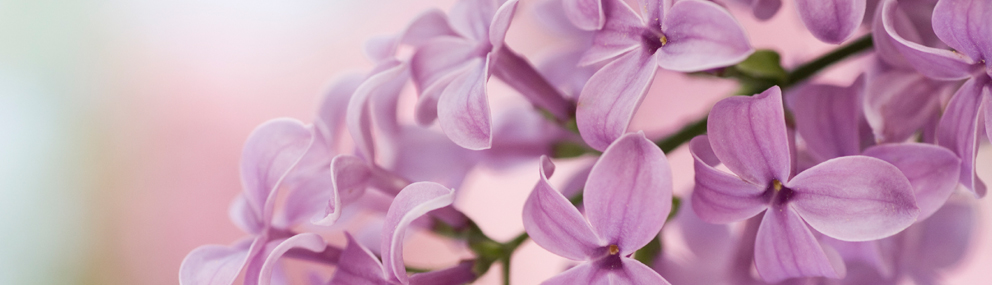 Interflora