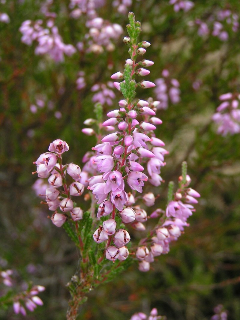 Interflora