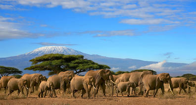 Afrika, Tanzania: Kilimanjaro, akasietre og elefanter, tre viktige symboler for Tanzanias villmark. Foto: Gian Marco Valente – Dreamstime